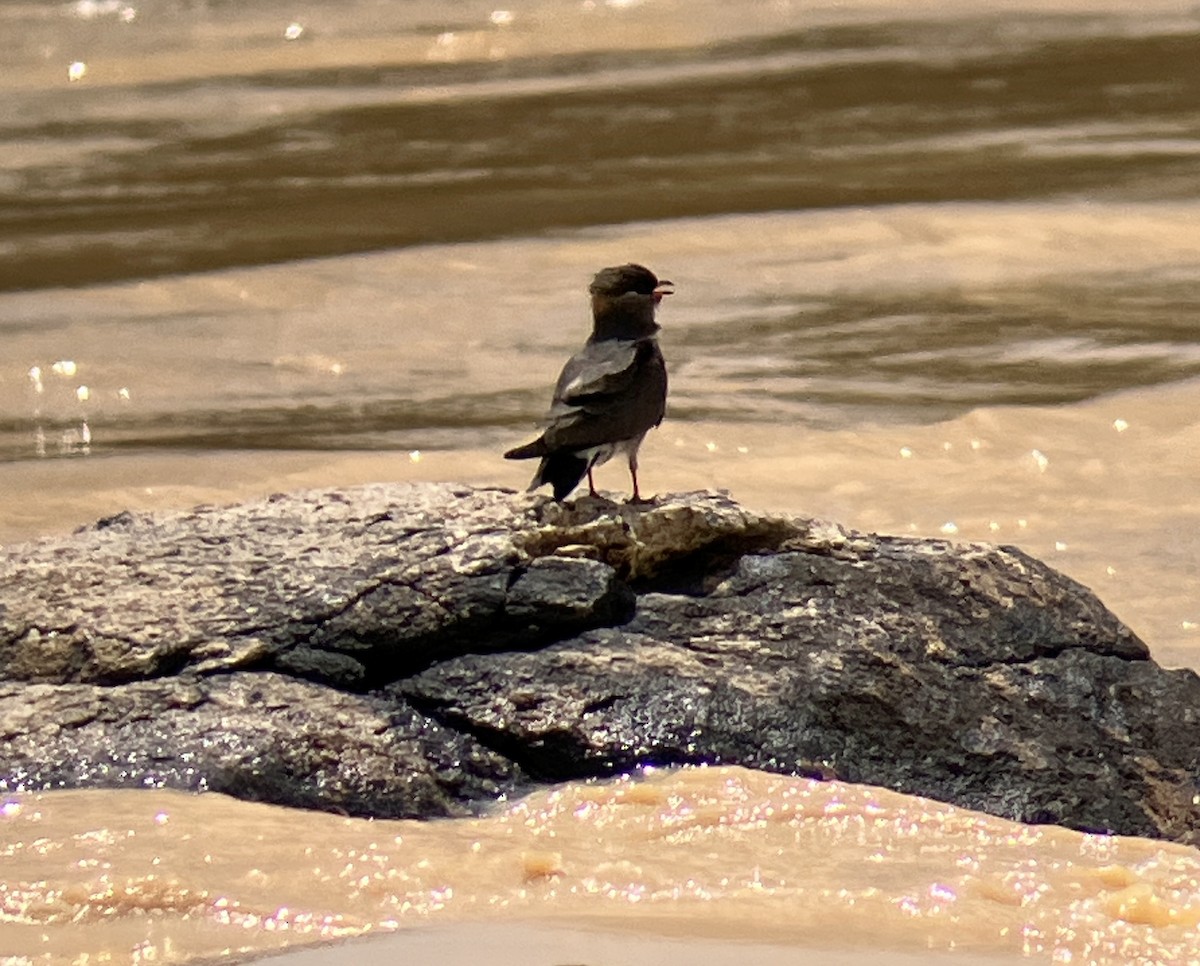 Rock Pratincole (Rufous-naped) - ML644404284