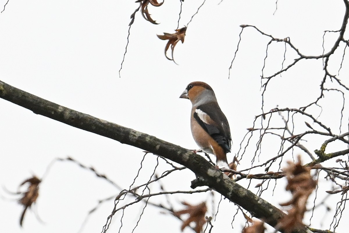 シメ - ML644404285