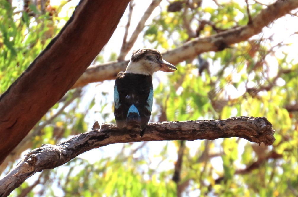 Blue-winged Kookaburra - ML644404293