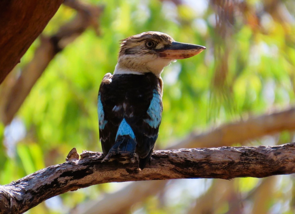 Blue-winged Kookaburra - ML644404294