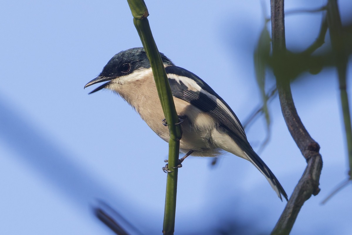 Bar-winged Flycatcher-shrike - ML644404310