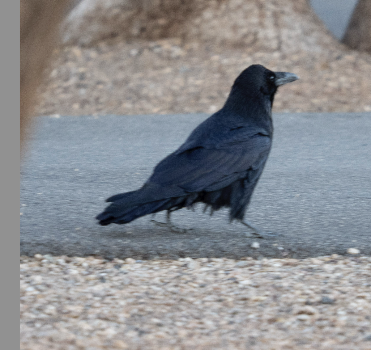 Хон хэрээ - ML644404324