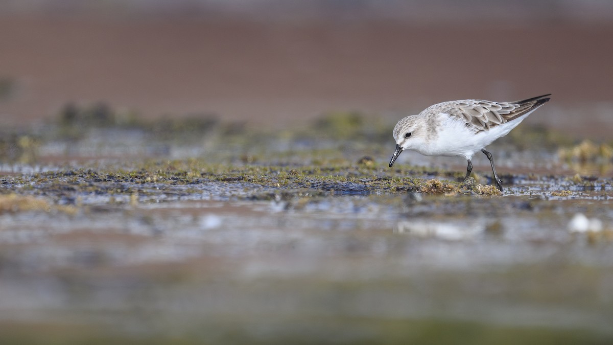トウネン - ML644404325