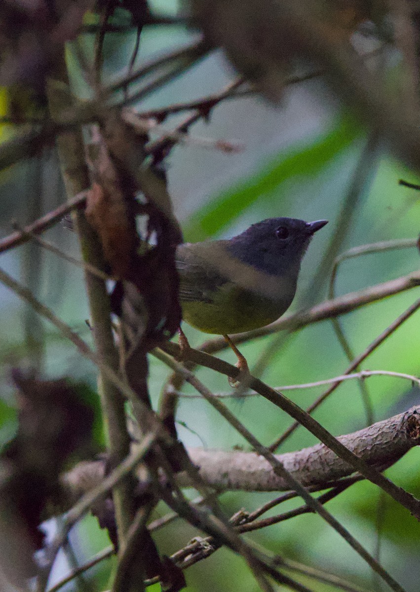 Gray-throated Warbler - ML644404327