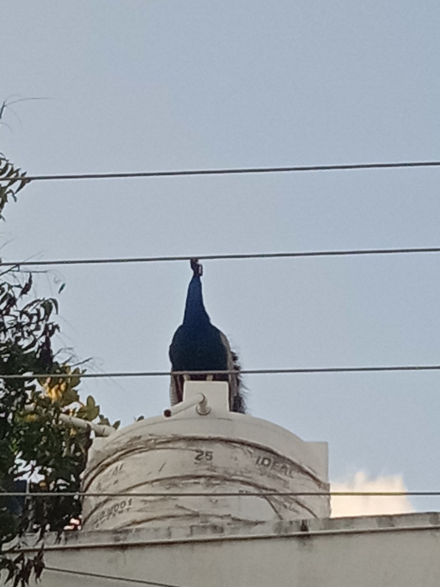 Indian Peafowl - ML644404328