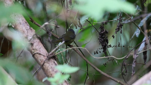 Gray-throated Warbler - ML644404329