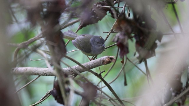 Gray-throated Warbler - ML644404330