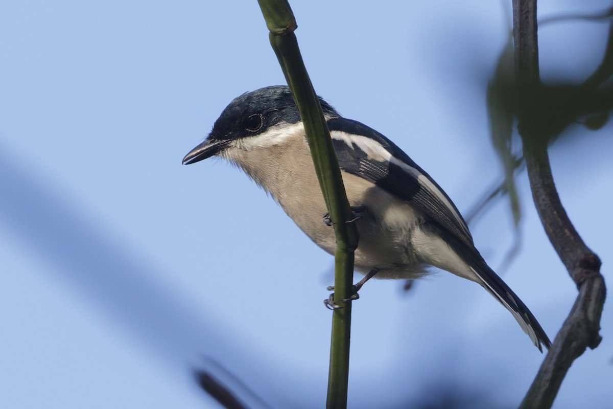 Bar-winged Flycatcher-shrike - ML644404334