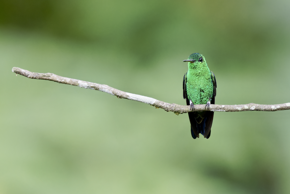 Western Emerald - ML644404335