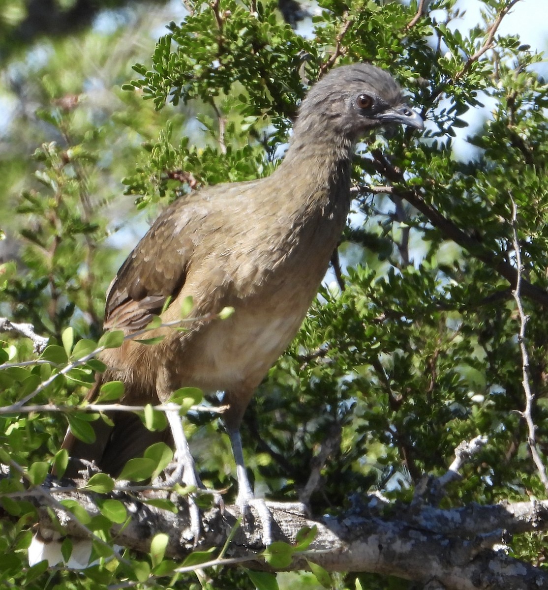 čačalaka obecná - ML644404347