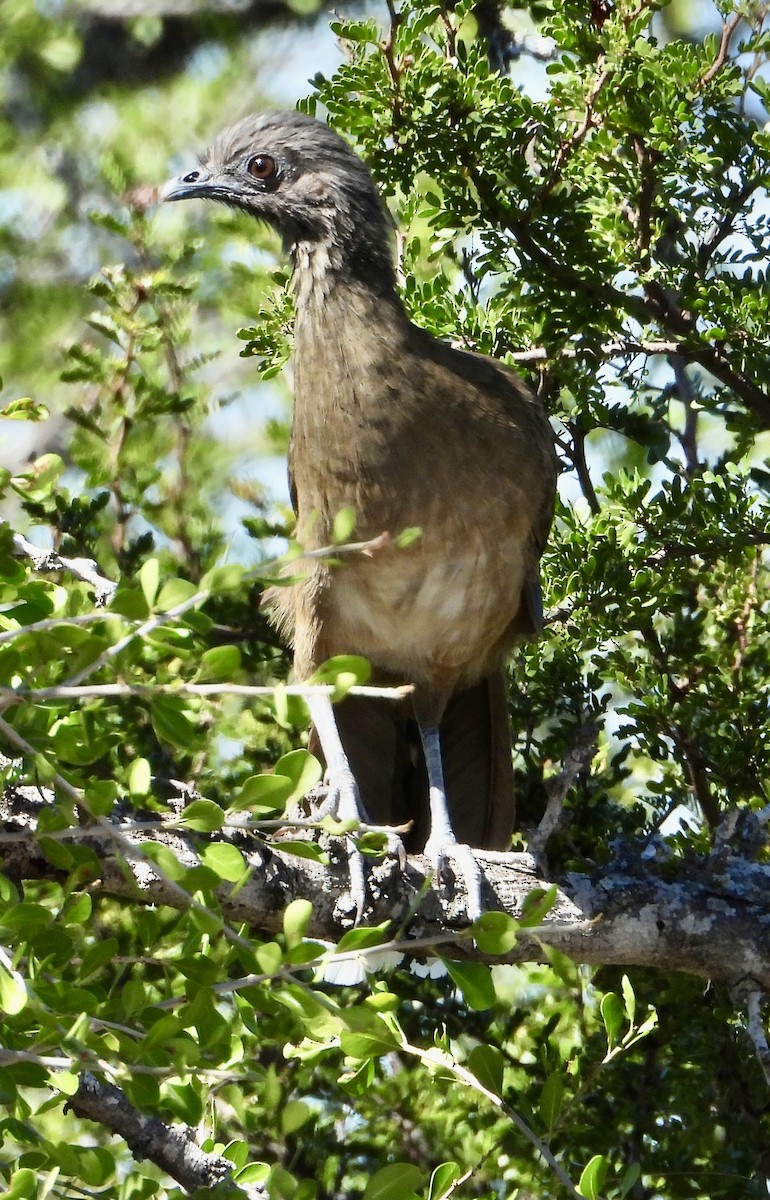 čačalaka obecná - ML644404348