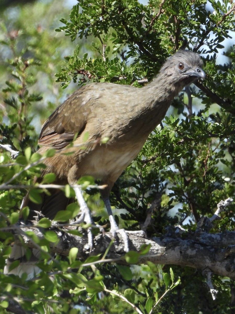 čačalaka obecná - ML644404349