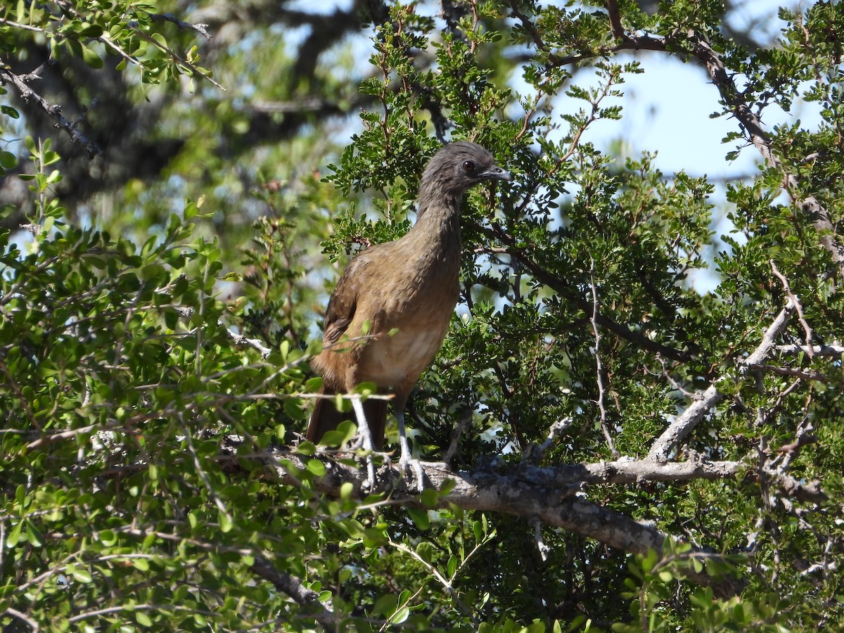 čačalaka obecná - ML644404350