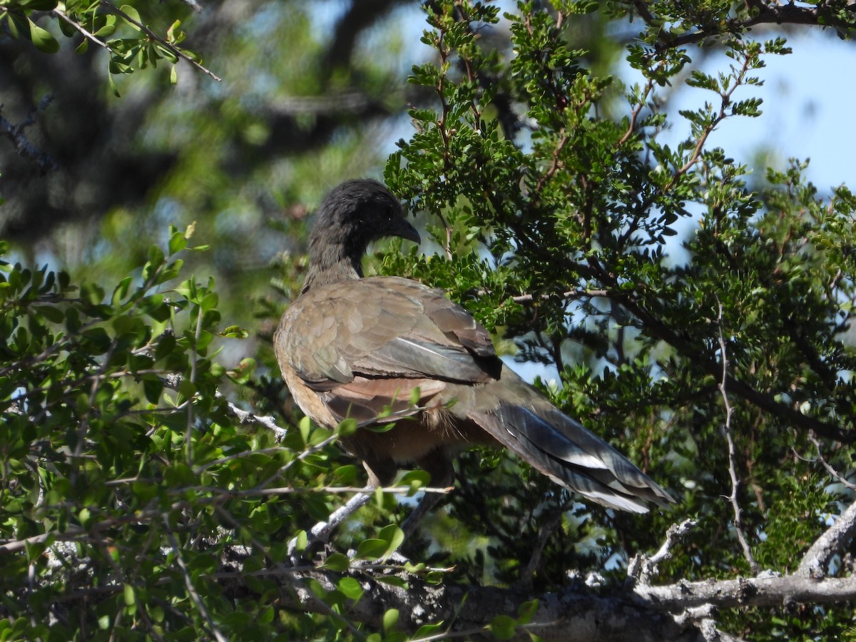 čačalaka obecná - ML644404351