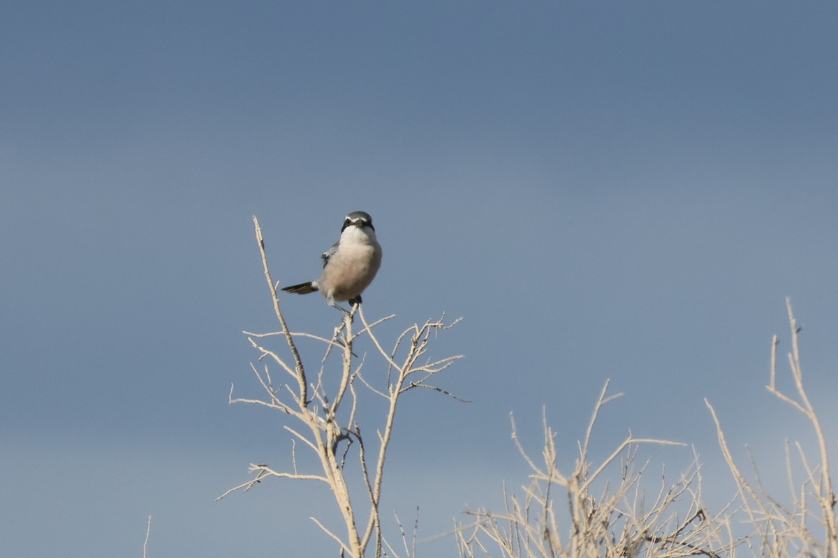 Iberian Gray Shrike - ML644404355