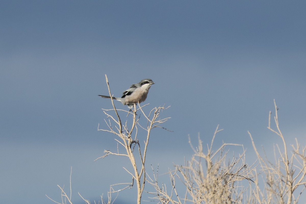 Iberian Gray Shrike - ML644404357