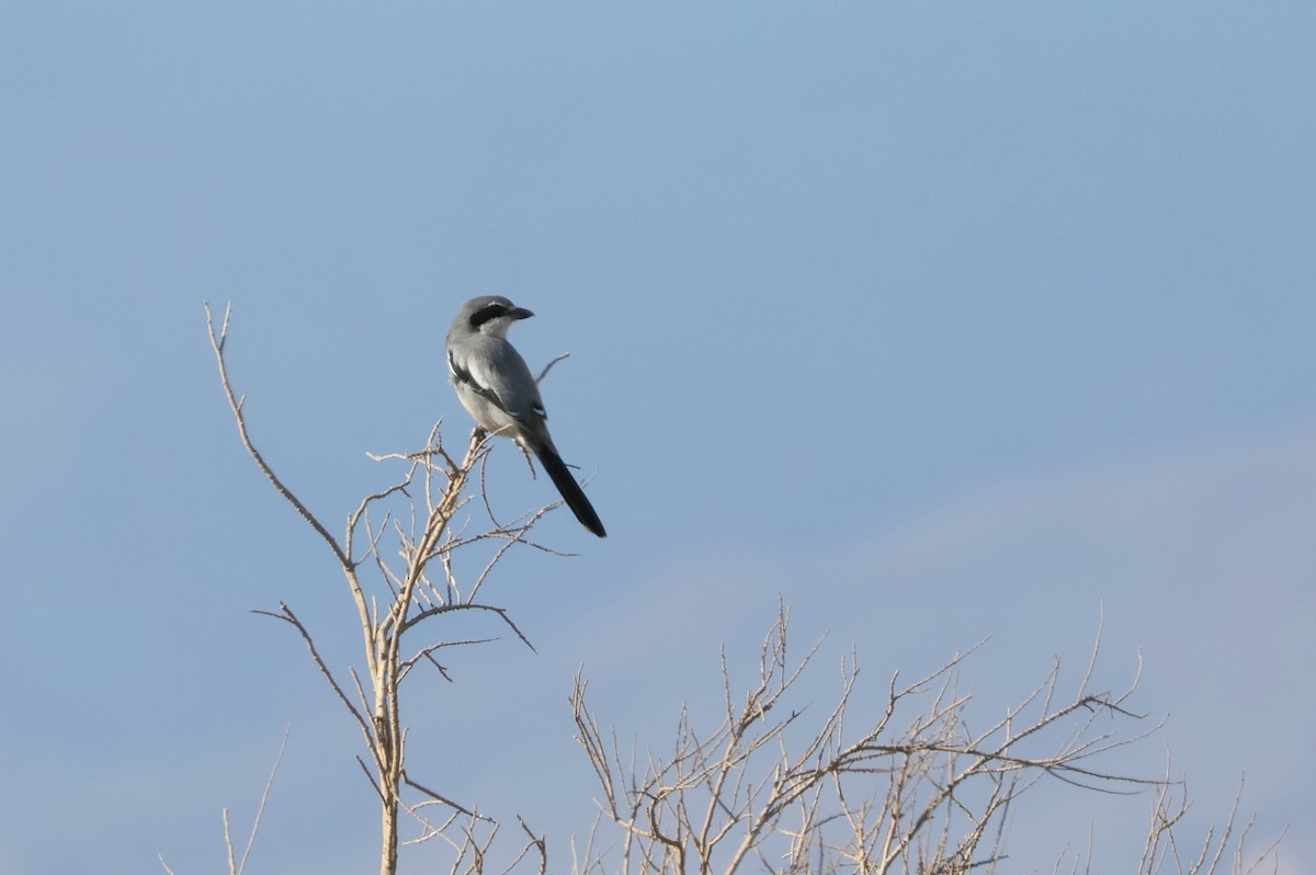 Iberian Gray Shrike - ML644404358