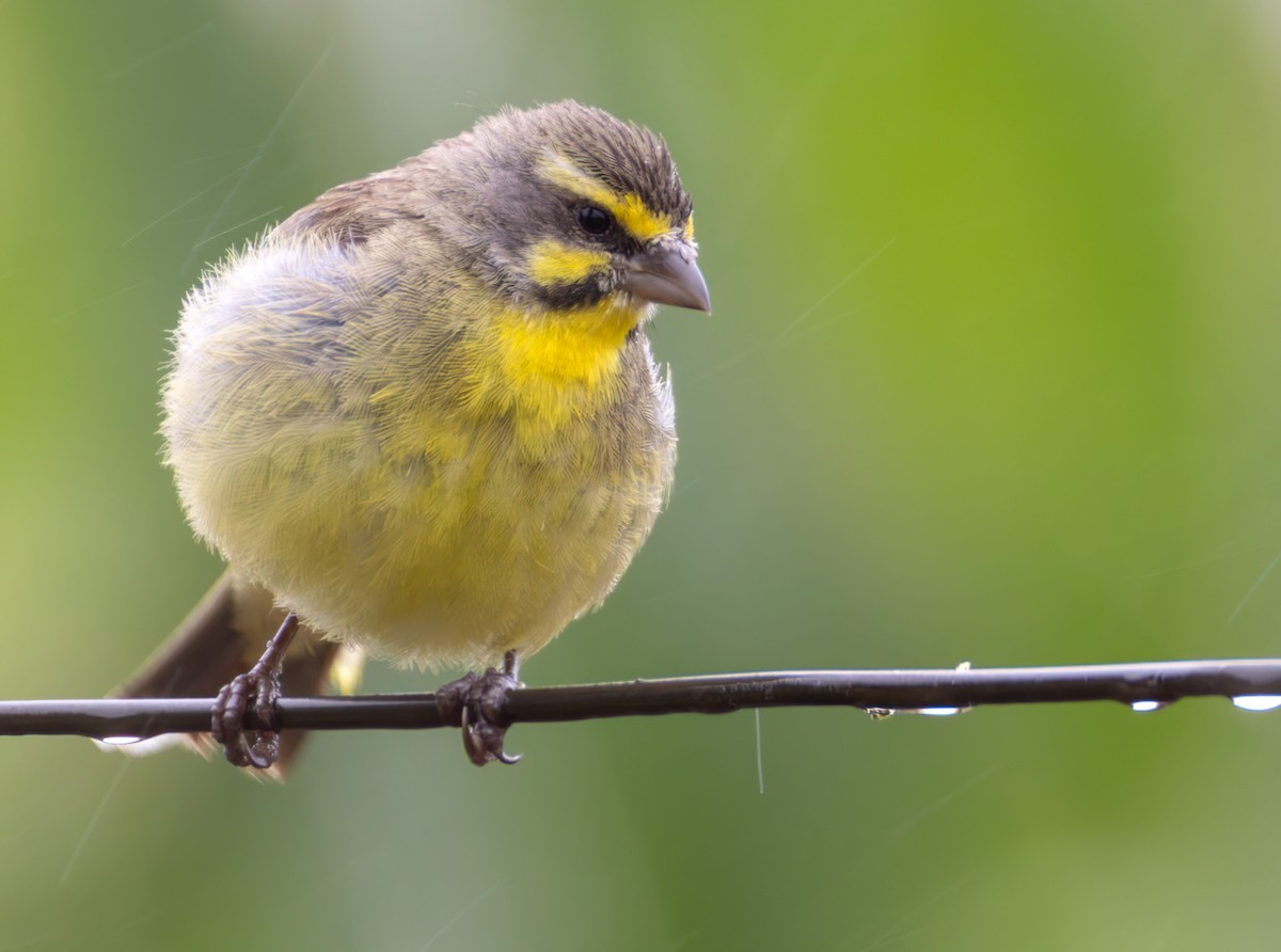 キマユカナリア - ML644404360