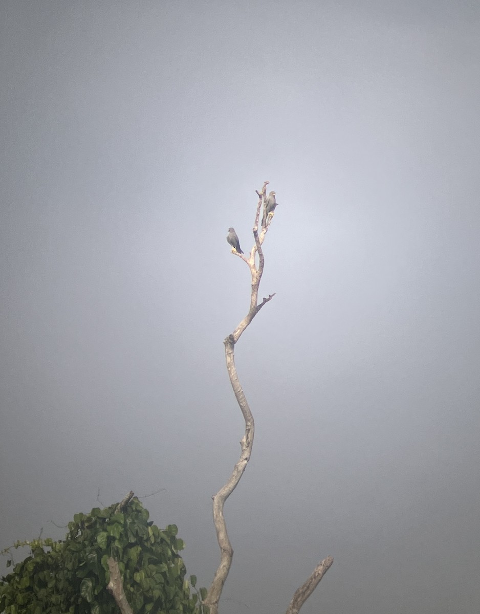 Gray Kestrel - ML644404361