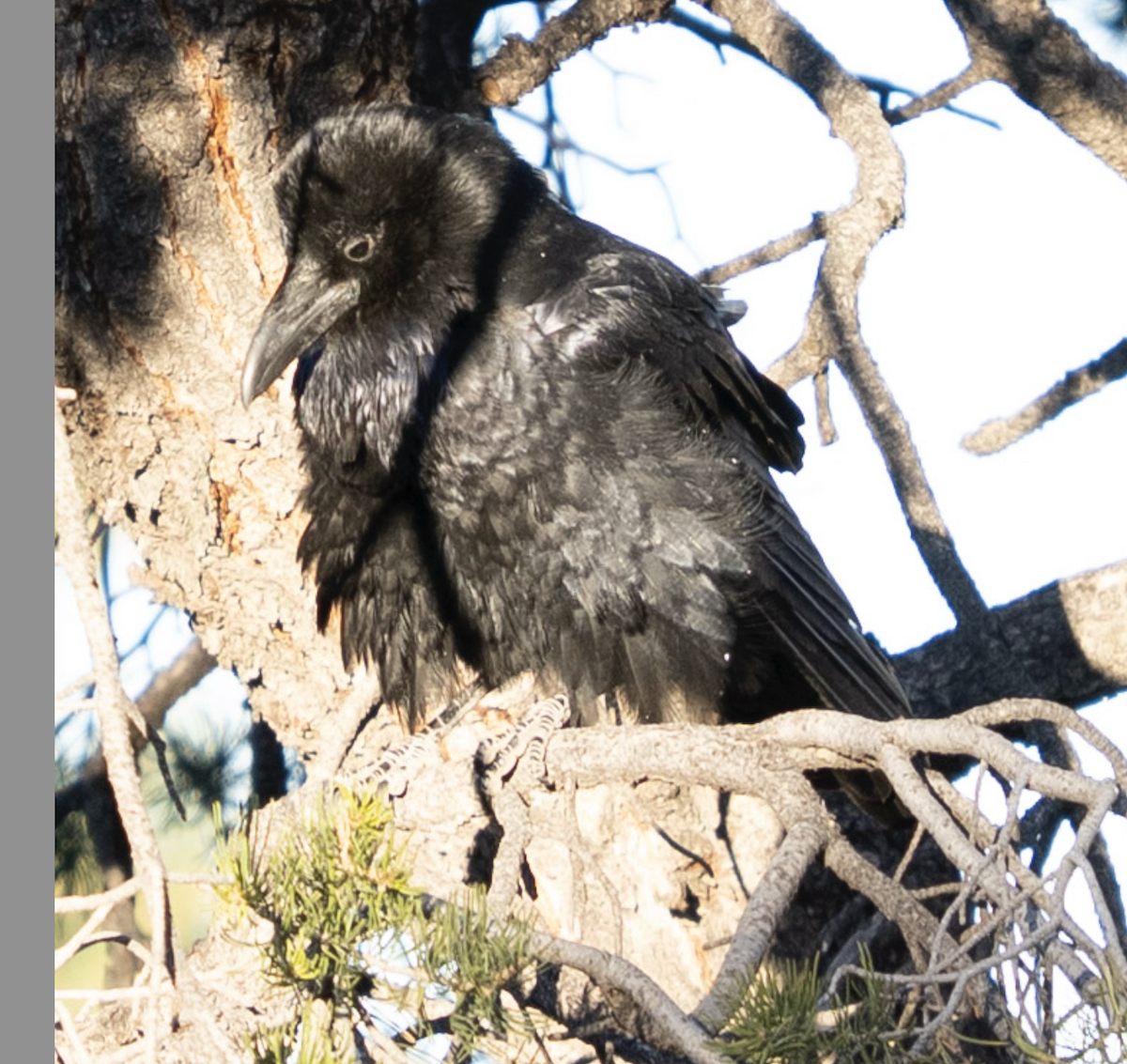 Хон хэрээ - ML644404367