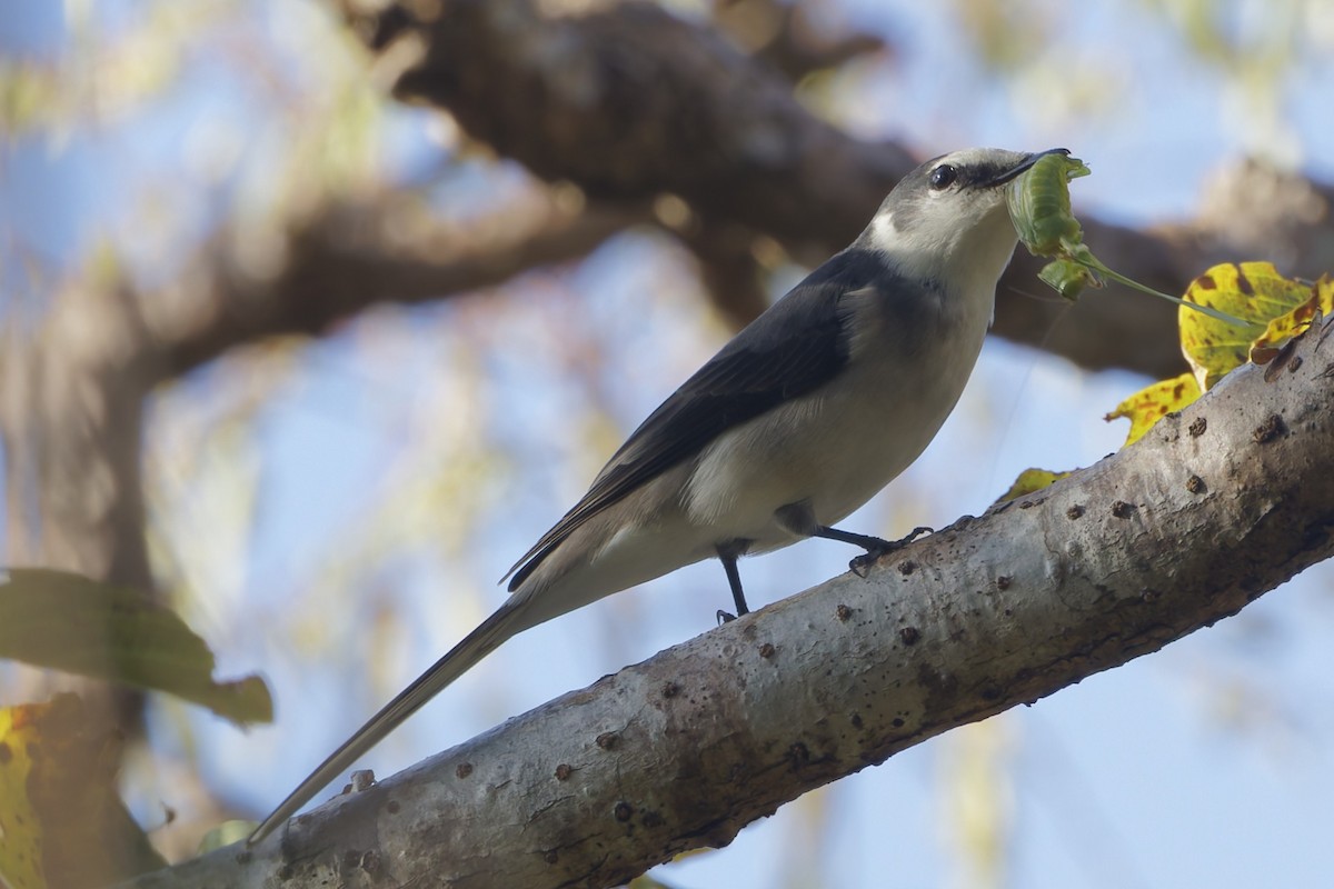 小灰山椒鳥 - ML644404378