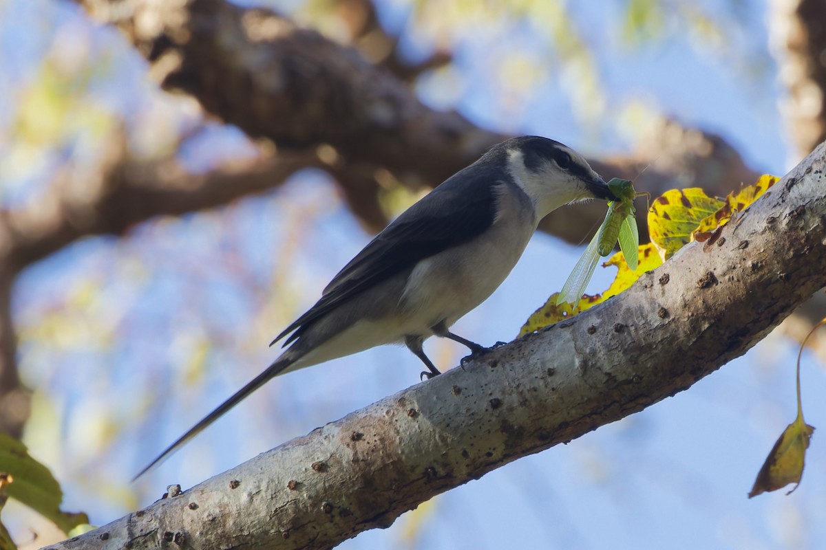 小灰山椒鳥 - ML644404379