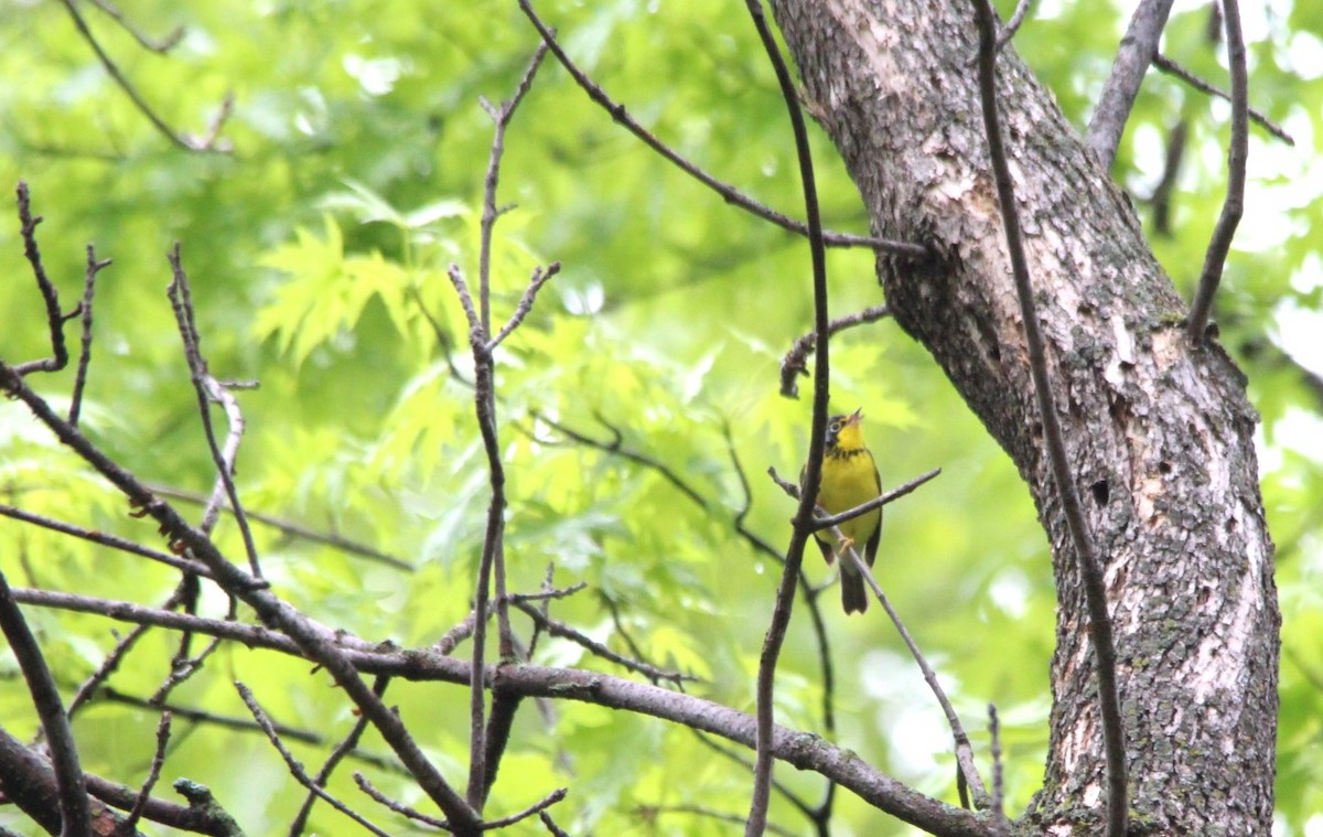 Канадская вильсония - ML644404382