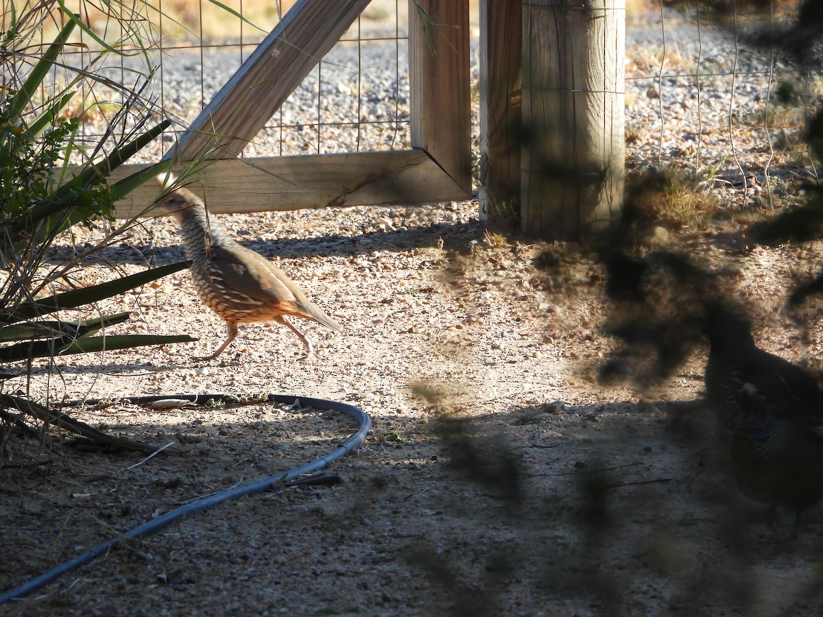 Scaled Quail - ML644404383