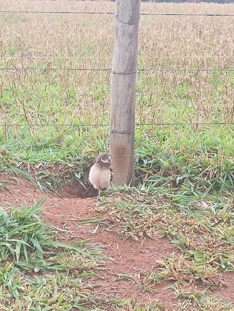 Burrowing Owl - ML644404384