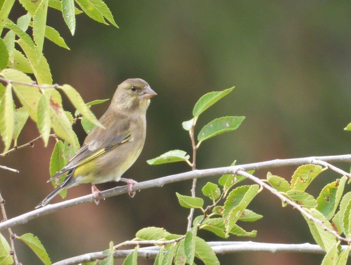 zvonek zelený - ML644404386