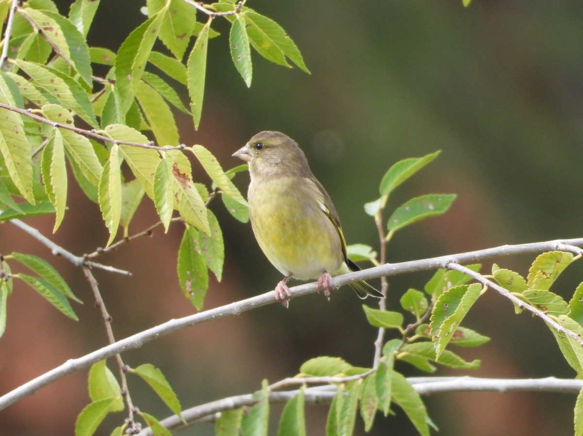 zvonek zelený - ML644404387