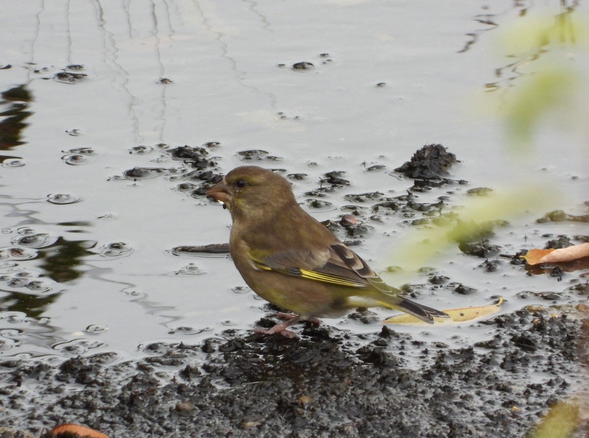 zvonek zelený - ML644404389