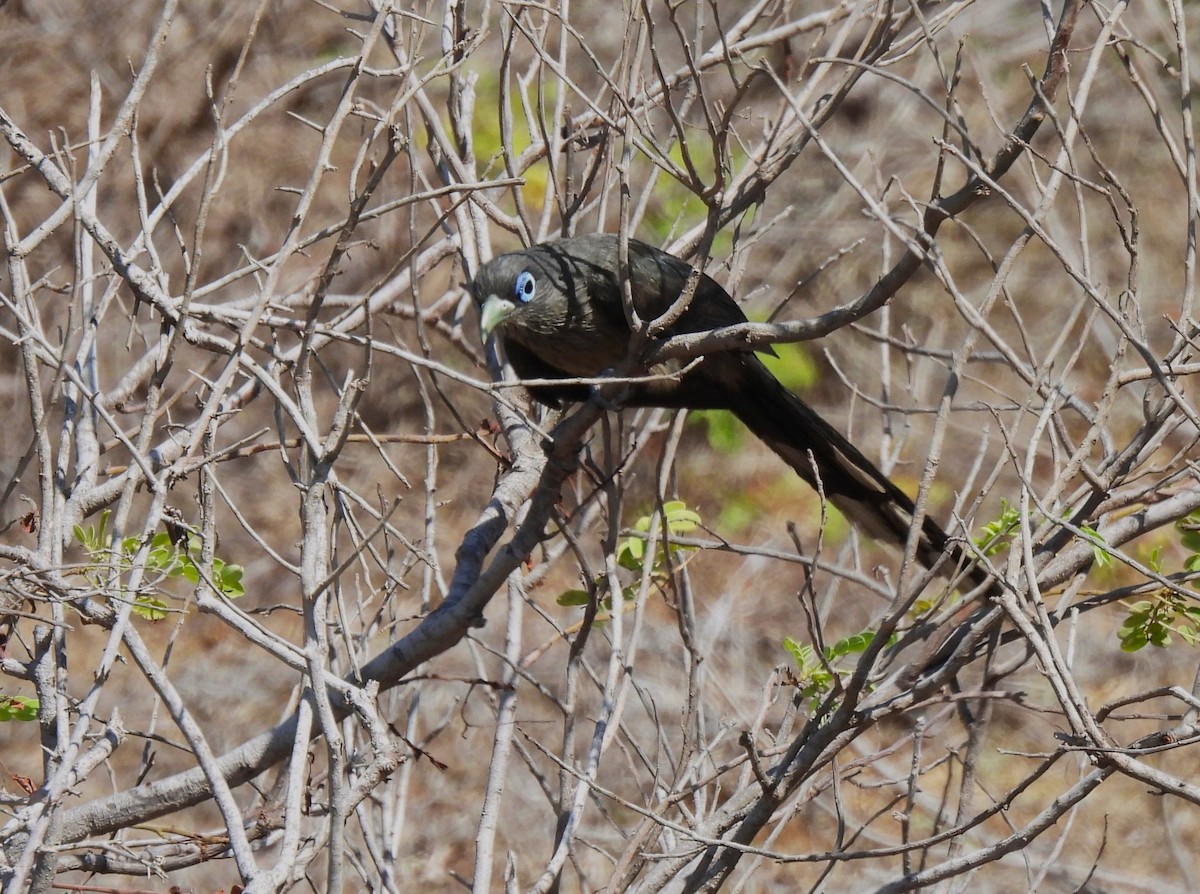 Blue-faced Malkoha - ML644404391