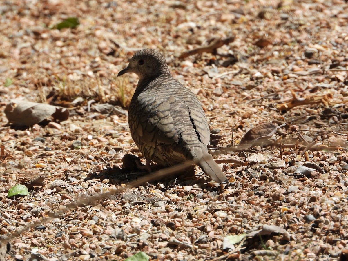 Colombe inca - ML644404392