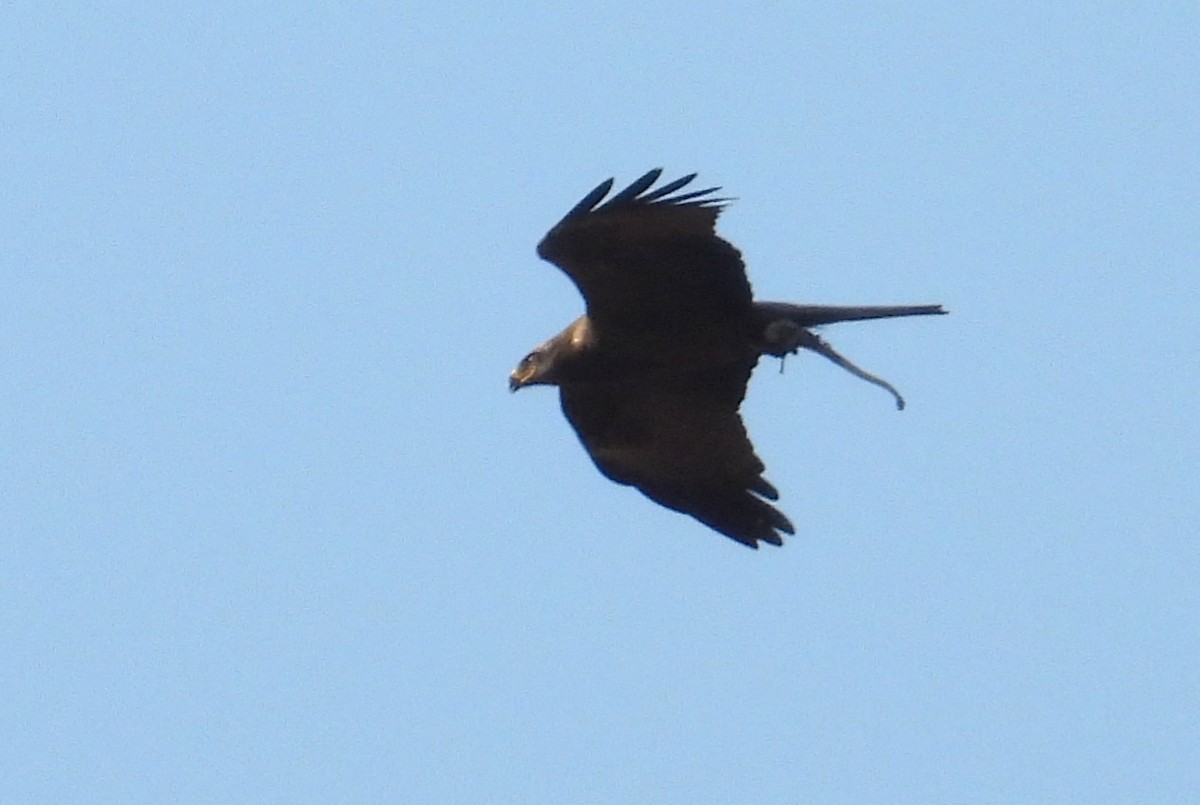 Black Kite (Yellow-billed) - ML644404412