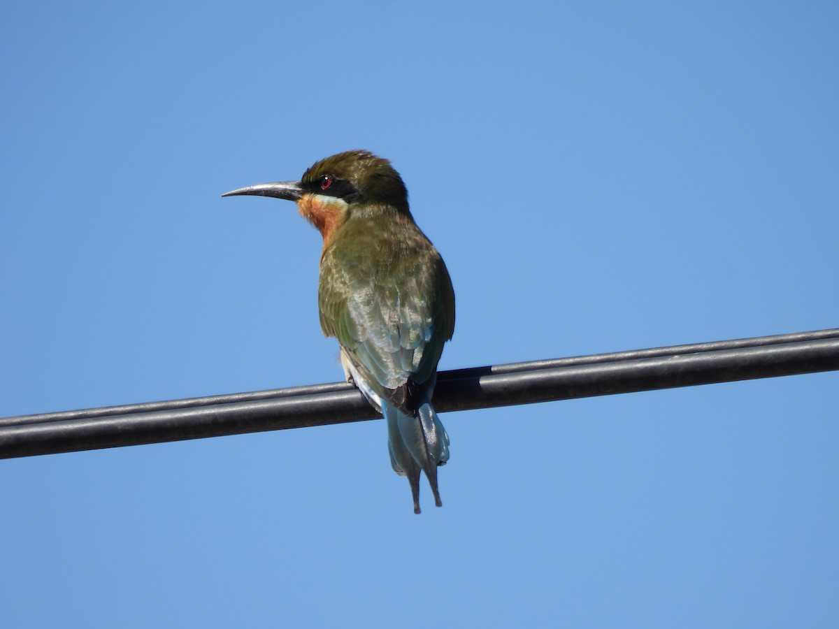 Blue-tailed Bee-eater - ML644404413