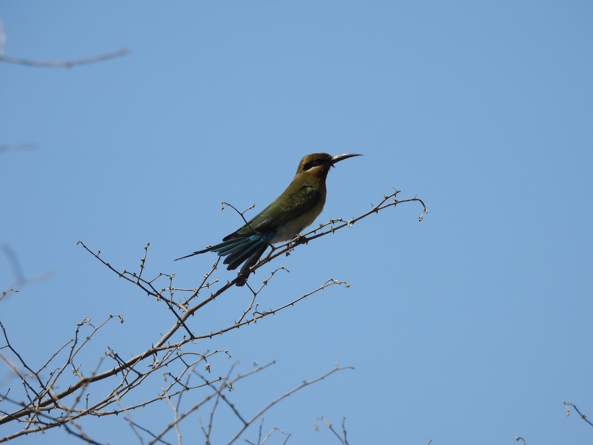 Blue-tailed Bee-eater - ML644404414