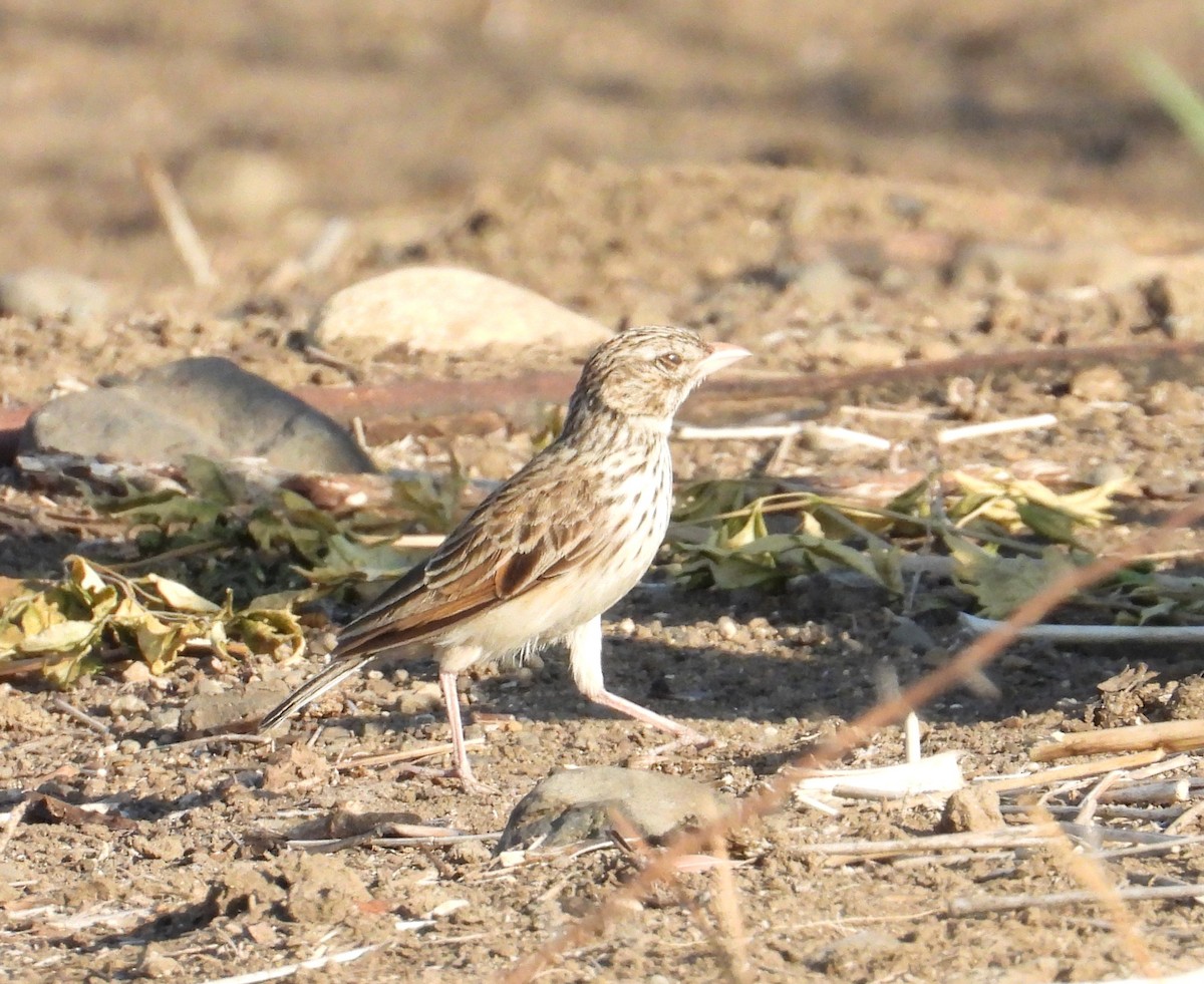 Madagaskarlerche - ML644404418