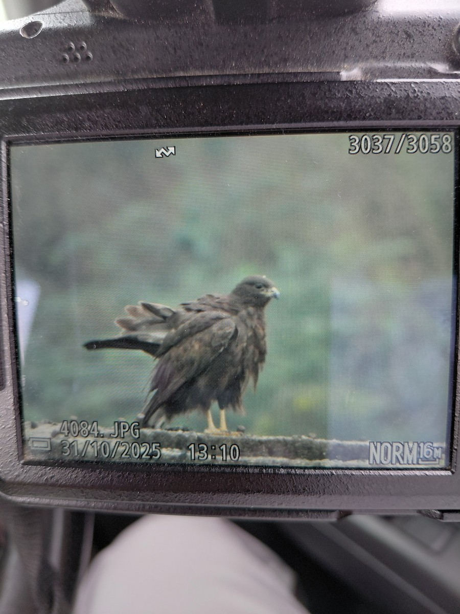 Long-legged Buzzard - ML644404420
