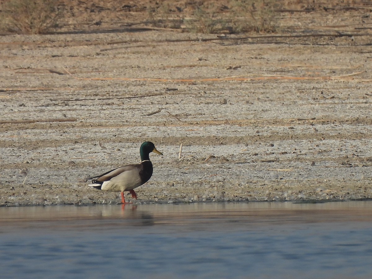 Stockente - ML644404425