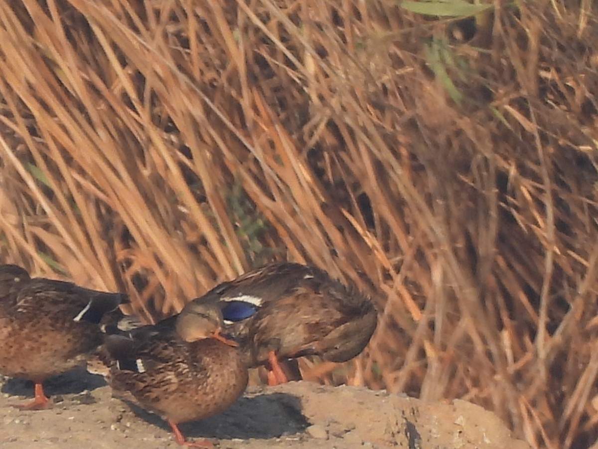 Stockente - ML644404426