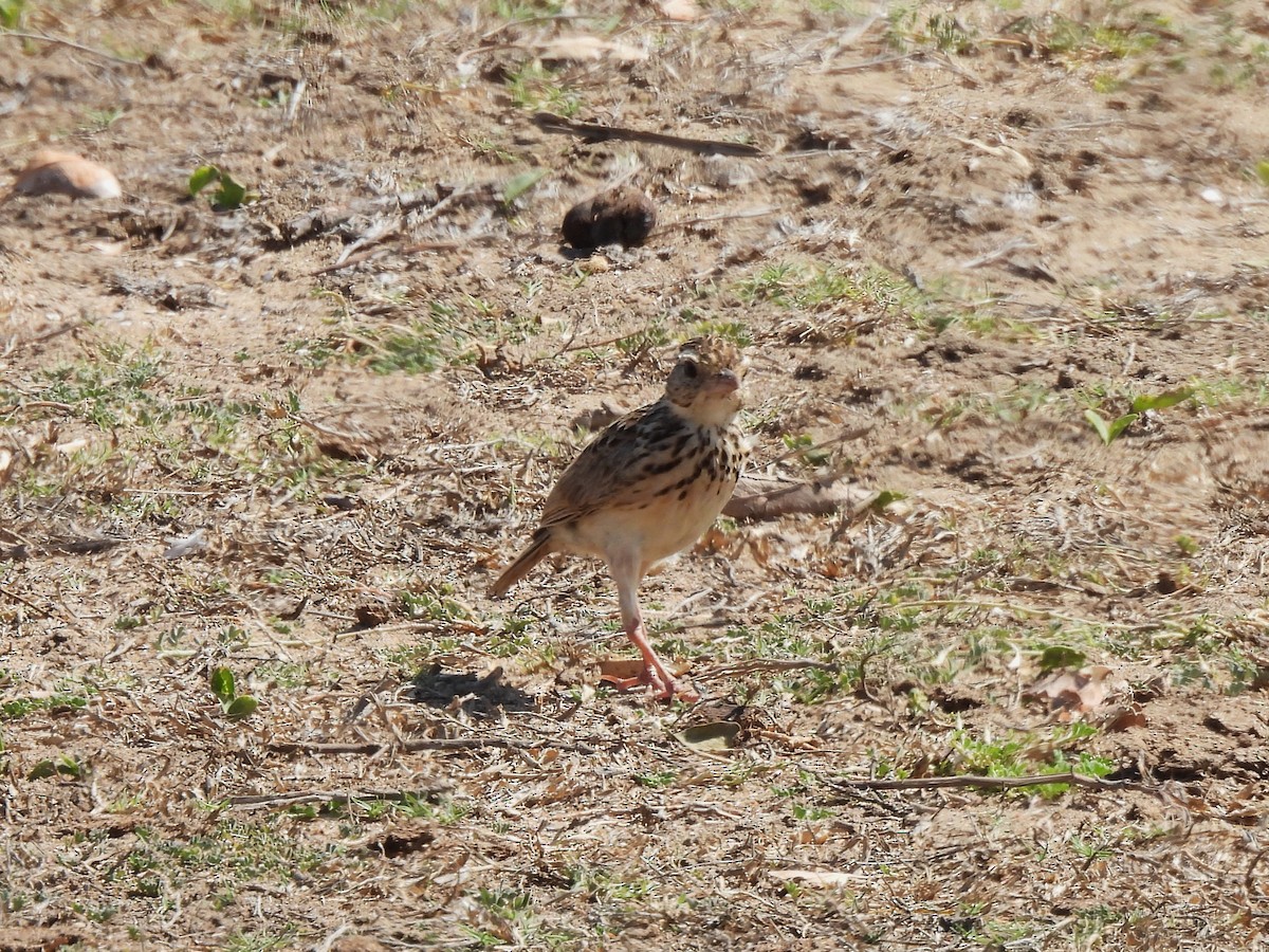 ghatslerke - ML644404432