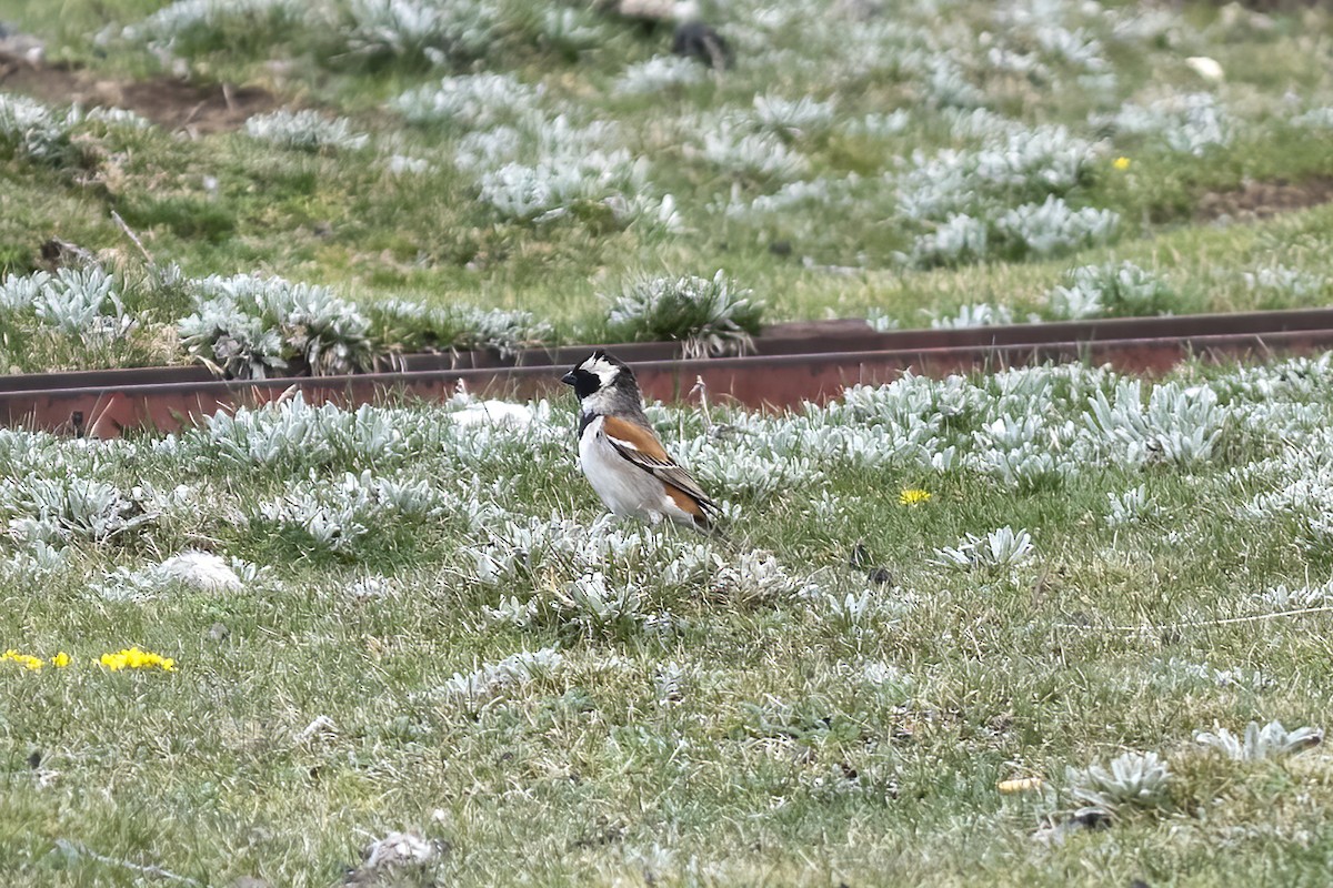 Cape Sparrow - ML644404437