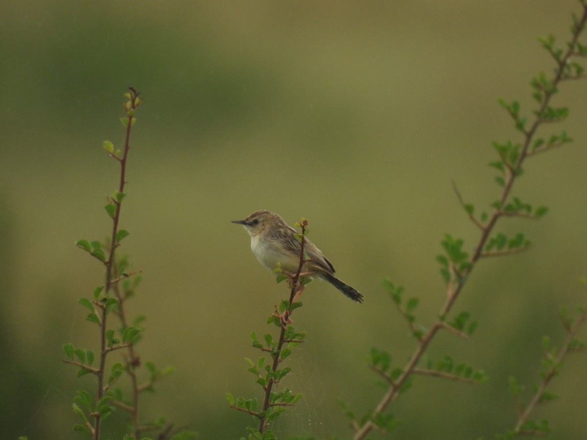 Desert Cisticola - ML644404440
