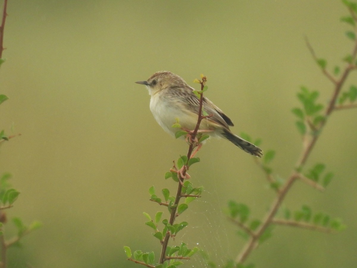 Desert Cisticola - ML644404453
