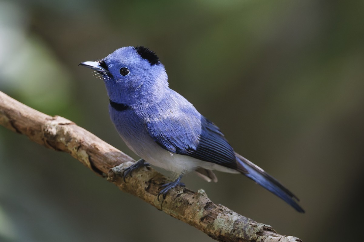 Black-naped Monarch - ML644404455