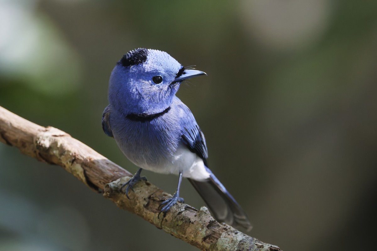 Black-naped Monarch - ML644404456