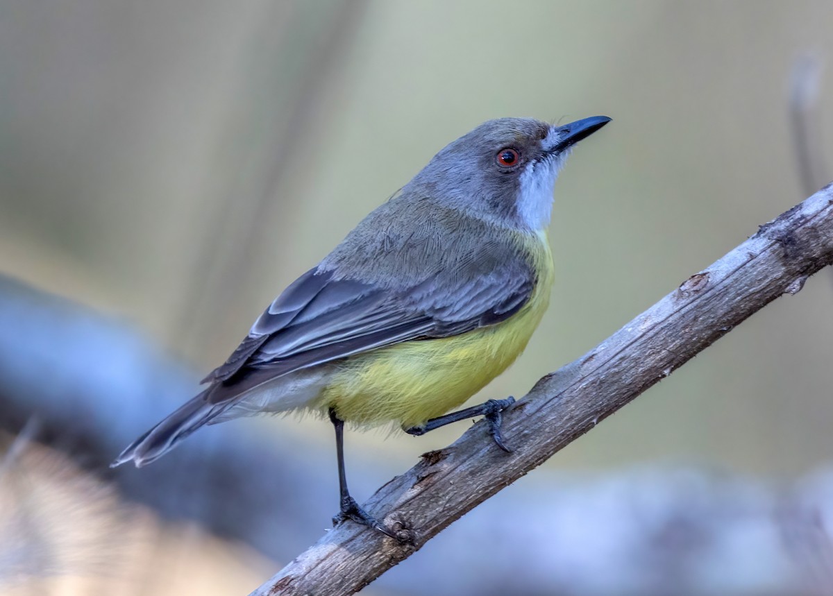 White-throated Gerygone - ML644404460