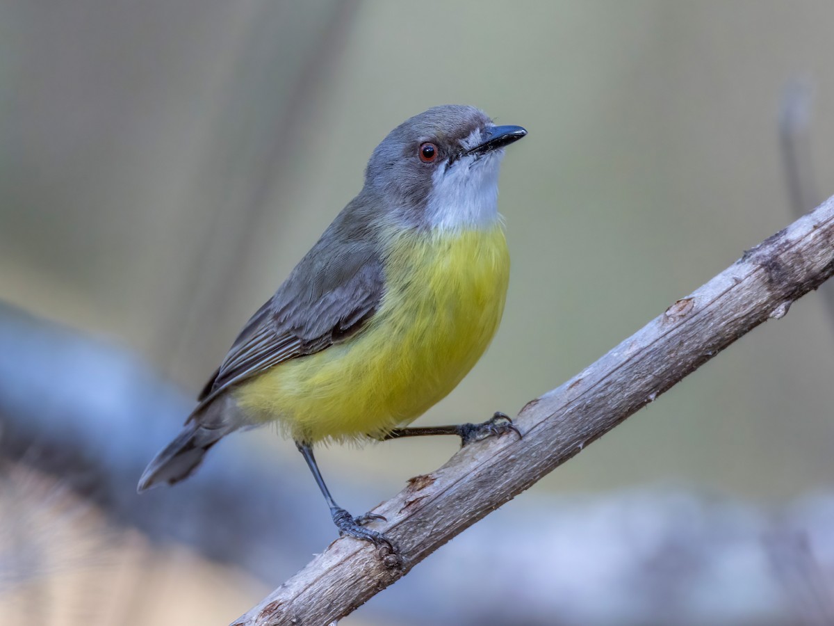 White-throated Gerygone - ML644404461