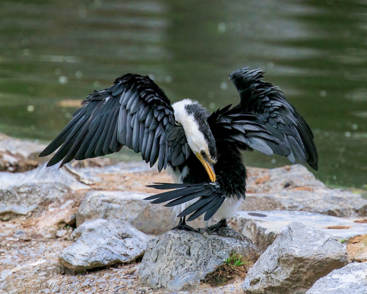 Little Pied Cormorant - ML644404483